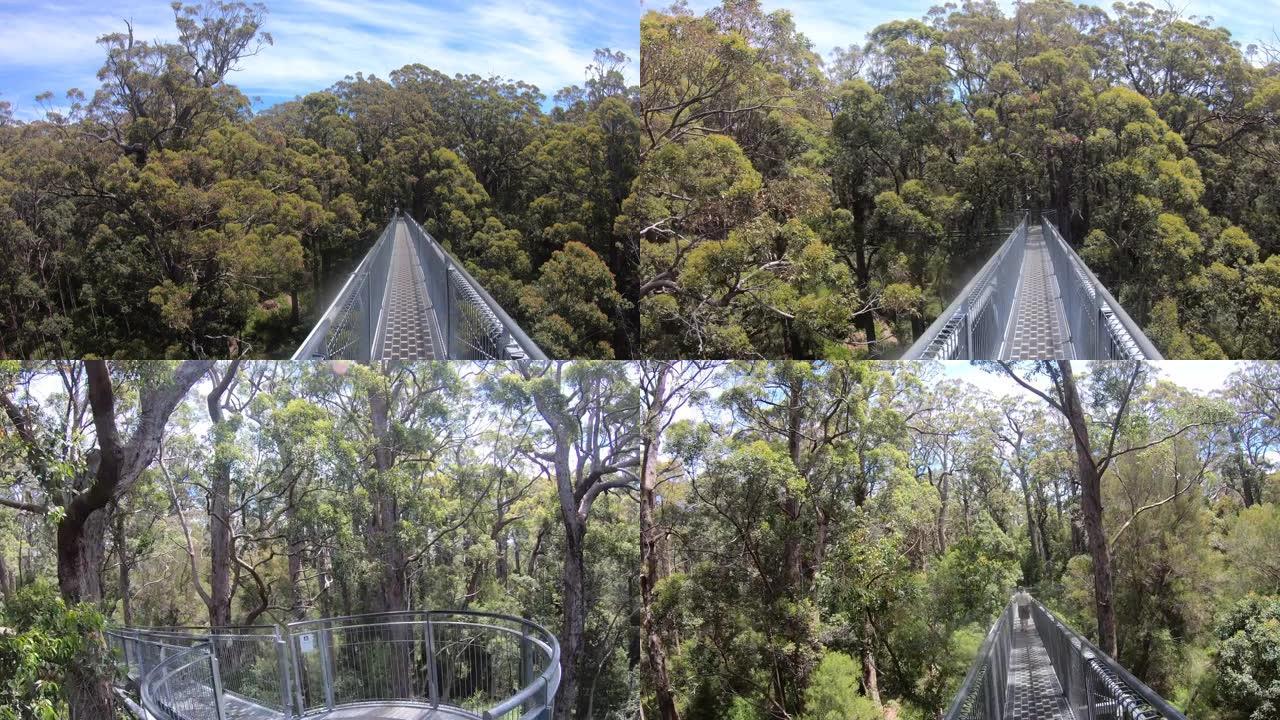 巨人树顶的小巷走过地球上最大的木材巨人-西澳大利亚州雄伟的刺耳树。