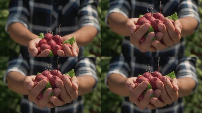 有机新鲜收获的蔬菜。农民的手拿着新鲜的萝卜，特写