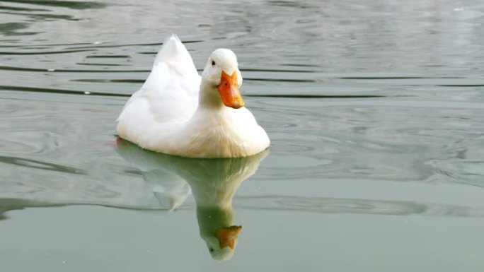 鸭子在土耳其棉花堡的湖中游泳