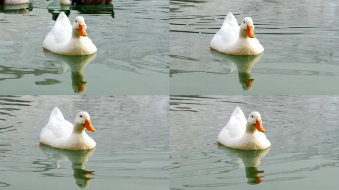 鸭子在土耳其棉花堡的湖中游泳