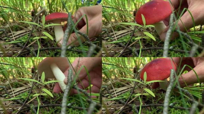 一位蘑菇采摘者在夏季森林中发现了一种红色美丽的食用菌，并从不同的侧面采摘并展示了