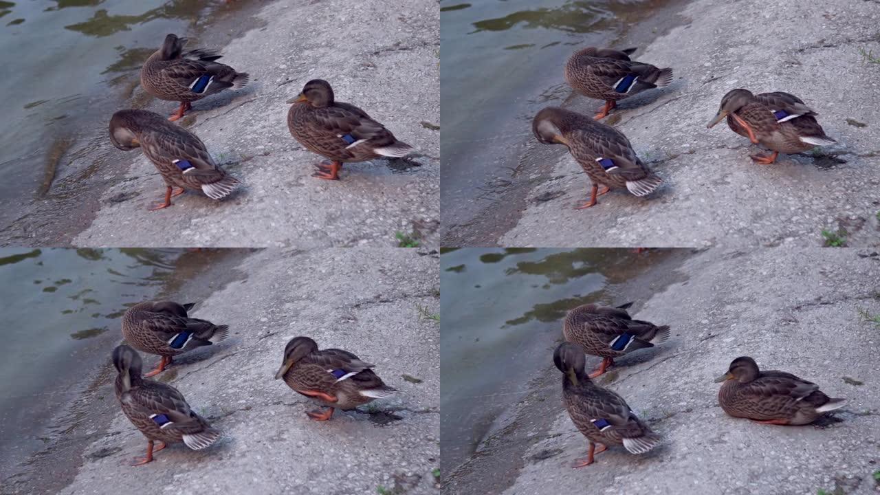 鸭子在新鲜空气中。鸭子在池塘边休息