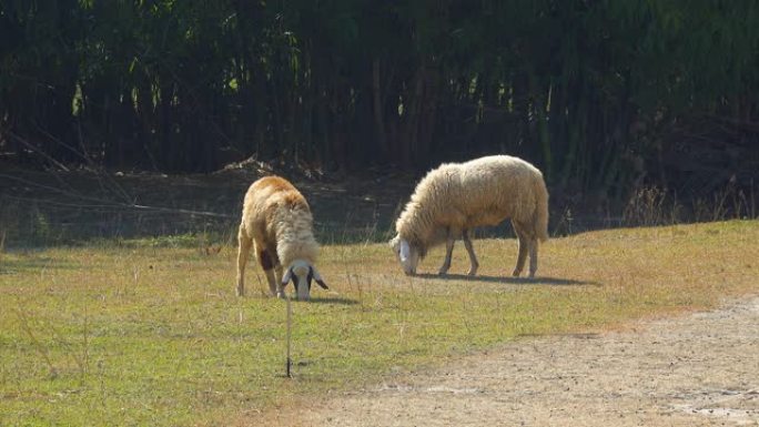 户外农场的绵羊畜牧草原牧羊犬吃草