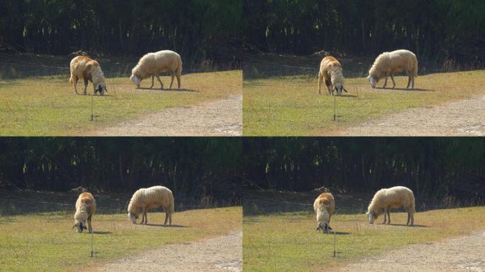 户外农场的绵羊畜牧草原牧羊犬吃草