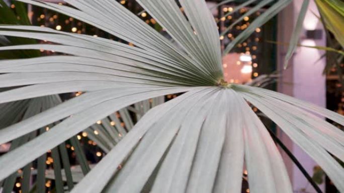 植物棕榈在温室咖啡馆概念装饰生长