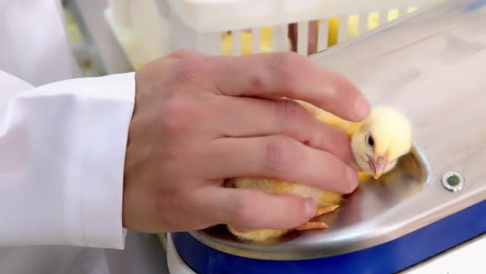 在农场给幼鸡接种疫苗的兽医。医生的手握着一颗痣，该痣会通过特殊的疫苗接种技术自动接种。