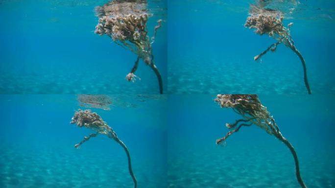 绑在海底的绳子的水下镜头。