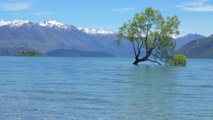新西兰著名的瓦纳卡树