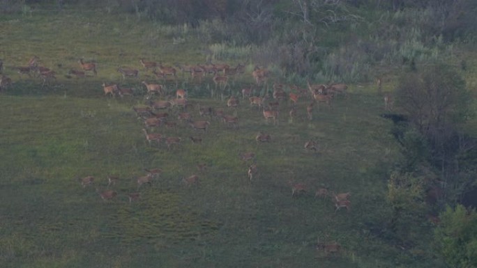 奔跑的马鹿组 (Cervus elaphus)，俄罗斯