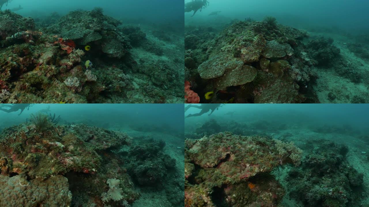 台湾海底美丽的软珊瑚群落