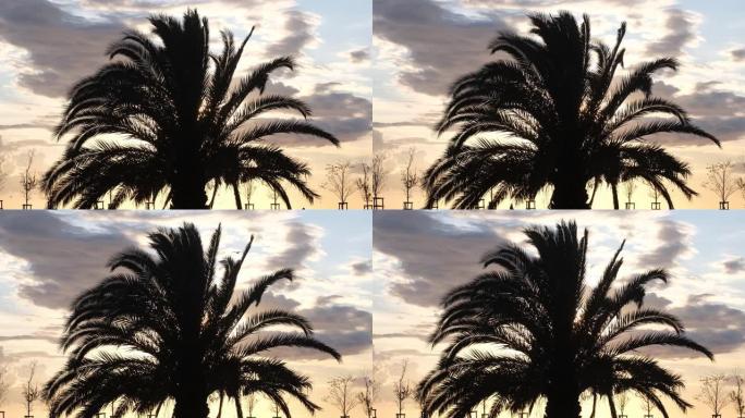伊斯坦布尔日落时棕榈树在风中挥舞的剪影