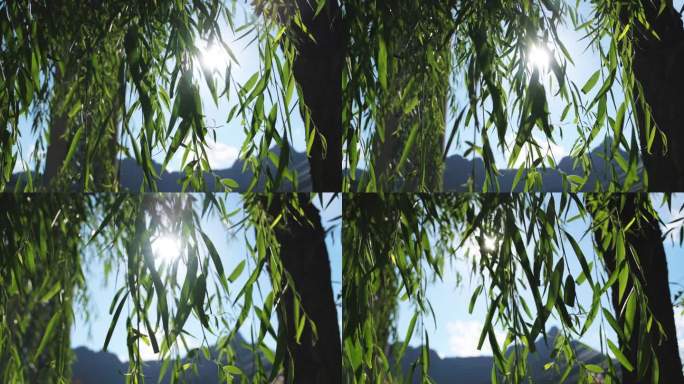 夏天阳光穿过柳叶4K高帧视频