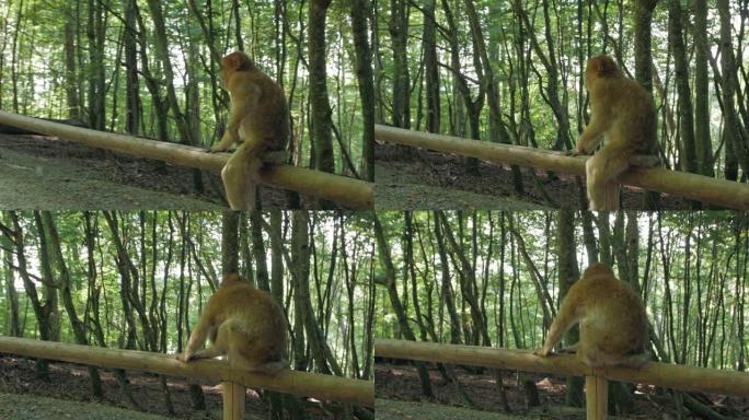 猴子在森林中攀登生活在天然树林