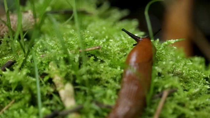 棕色的西班牙slug在湿苔藓上移动