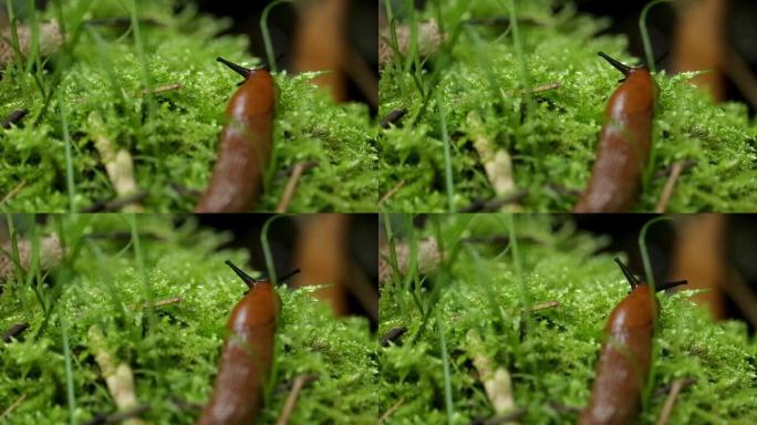 棕色的西班牙slug在湿苔藓上移动