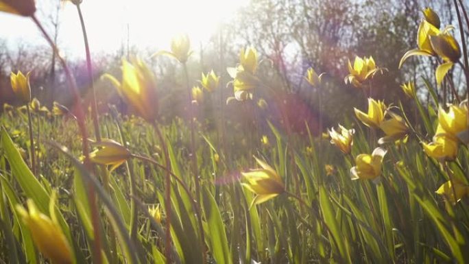 在多风的春天，森林草坪上盛开的黄色野生郁金香