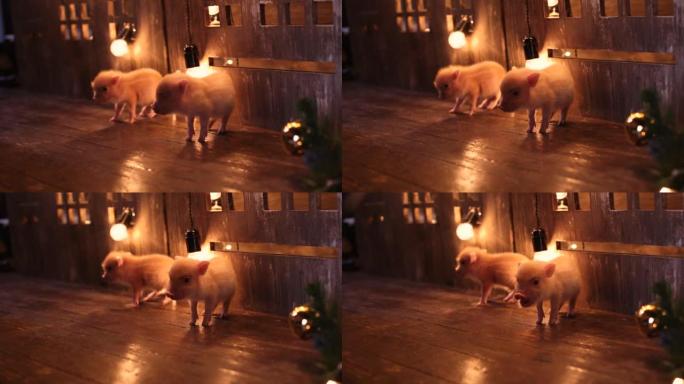 两只有趣的小猪站在木地板上，在黑暗的傍晚灯光下，在家