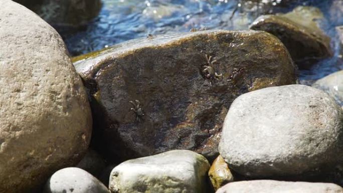 沿着岩石海岸爬行的海蟹