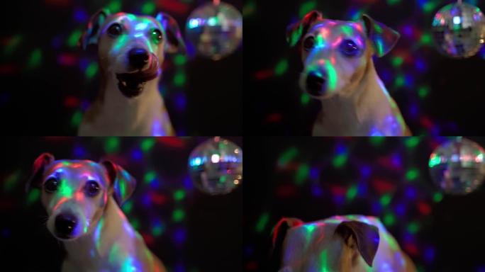 派对夜总会舔狗，看起来令人兴奋。大气，深色背景与彩灯和迪斯科镜球。