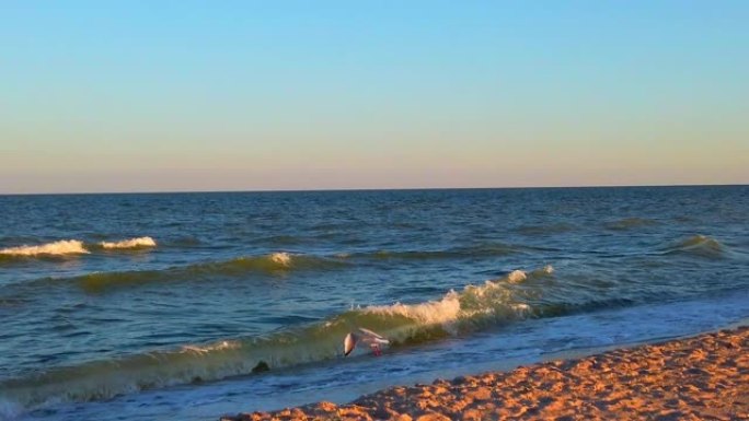 海边的海鸥。海鸥在夕阳的光芒中飞行。夏天拍摄。