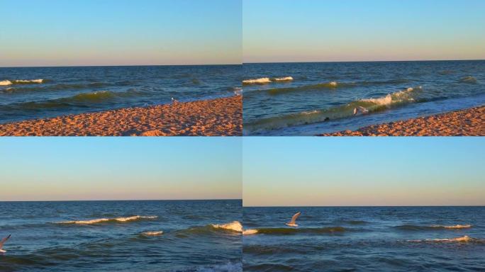 海边的海鸥。海鸥在夕阳的光芒中飞行。夏天拍摄。