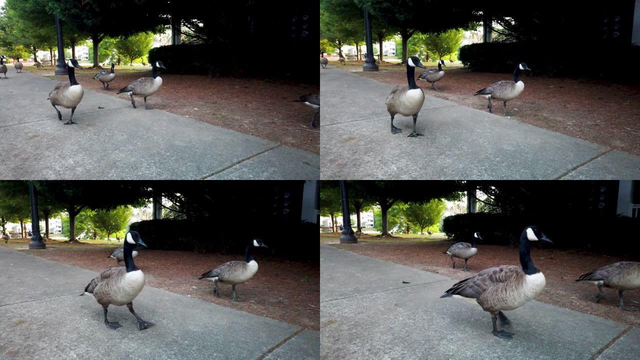 一群鸟在4k和慢动作中以低角度走过相机。