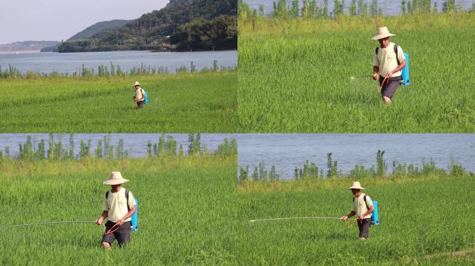 农民在水稻田打农药