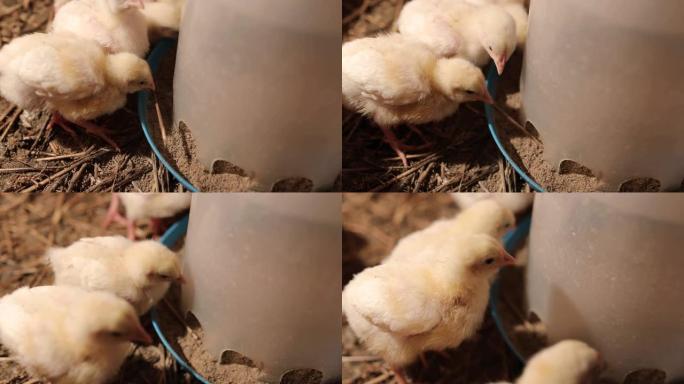 婴儿鸡吃和从鸡喂食器喝水