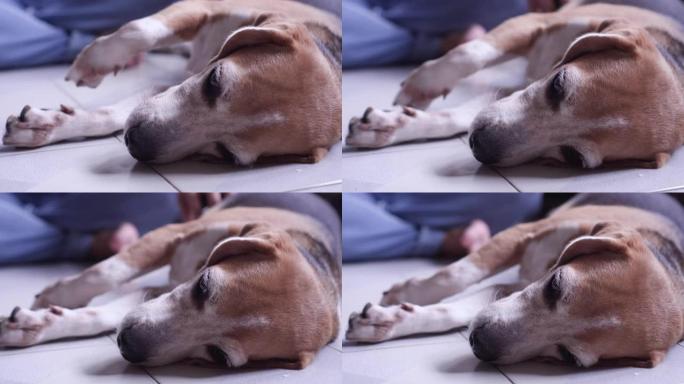 老比格犬在地板上小睡，舒适