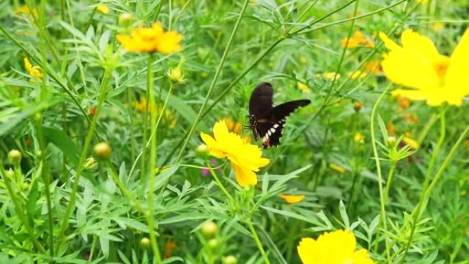 蝴蝶在花园的黄色宇宙上收集花蜜的特写。