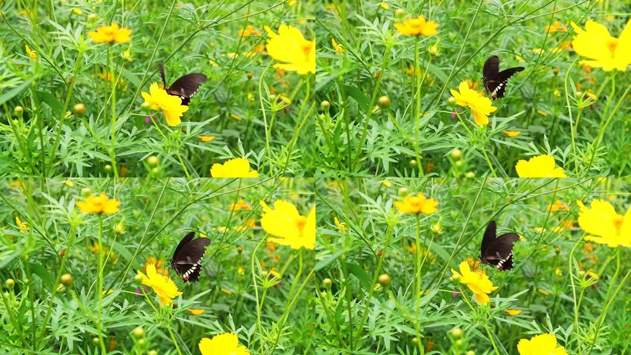 蝴蝶在花园的黄色宇宙上收集花蜜的特写。