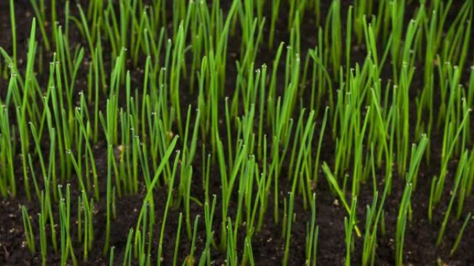 新鲜的绿草生长草生长种子发芽小麦