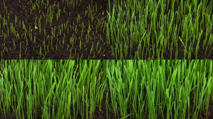 新鲜的绿草生长草生长种子发芽小麦