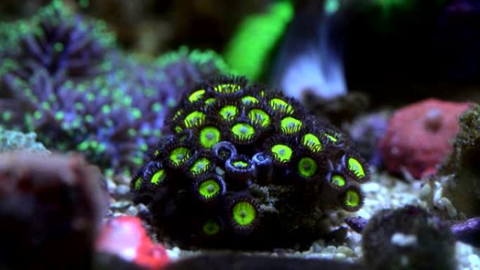 青苹果zoanthid珊瑚虫开放宏观延时4k。