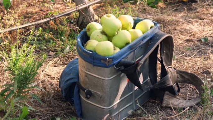 苹果收获。特写，一篮子苹果。在农场果园中，采摘苹果的特殊篮子充满了绿色的新鲜收获的有机苹果