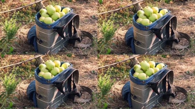 苹果收获。特写，一篮子苹果。在农场果园中，采摘苹果的特殊篮子充满了绿色的新鲜收获的有机苹果