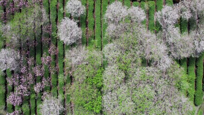 绍兴上虞章镇张村樱花谷