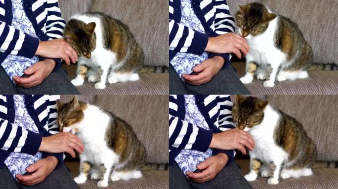 年长的女人在4k慢动作60fps中抚摸一只猫