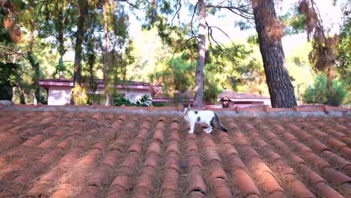 可爱的斑点猫在房子屋顶上行走