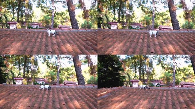 可爱的斑点猫在房子屋顶上行走