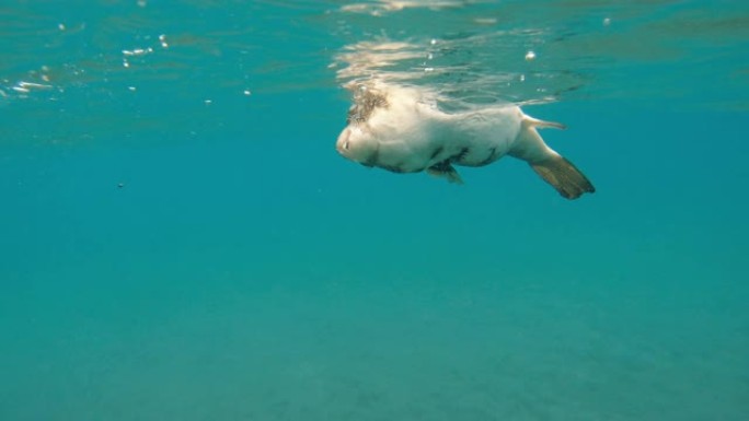 死鱼。死鱼在海里游泳。