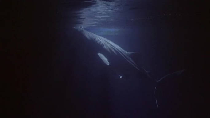 一条靠近水面游动的鲸鲨