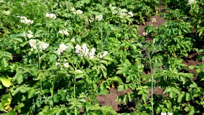 在土壤上生长的马铃薯植物。植物开花。有机农场中的健康年轻马铃薯植物
