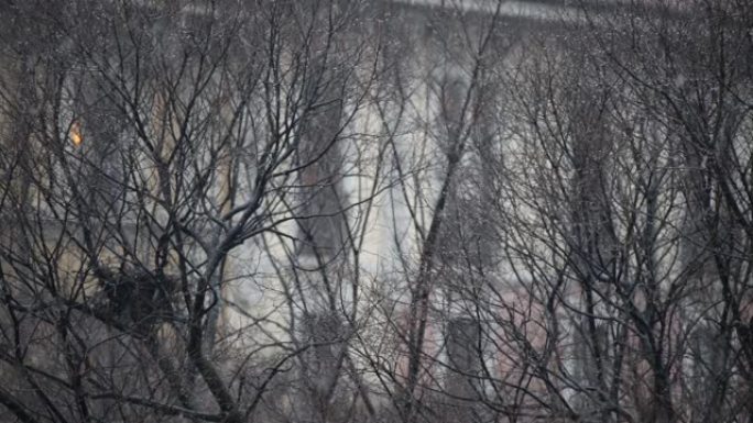 第一场雪下的城市光秃秃的树木