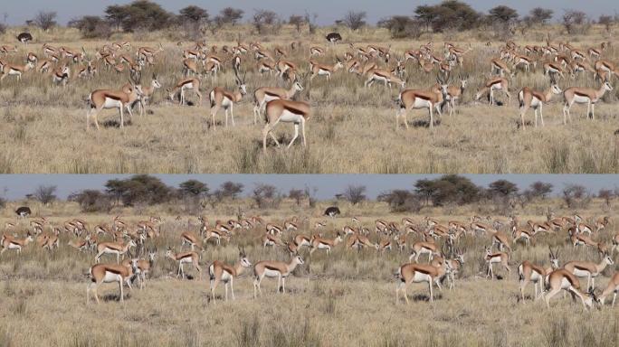 埃托沙国家公园,纳米比亚,Herd of springbok前羚牛