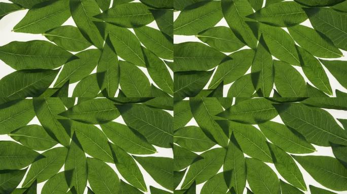 一堆鲜花叶子的全景。脉状透明叶子。
