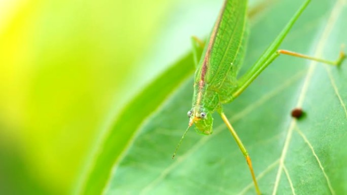 绿色昆虫昆虫