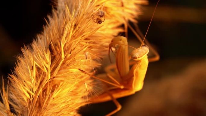 黄螳螂正坐在麦穗上，猎杀两只蜘蛛吃掉它们