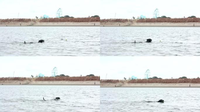 黑狗游出去在水中捡球