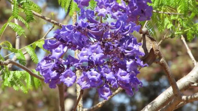 Purple flowers of Blue Jacaranda or fern tree (Jac